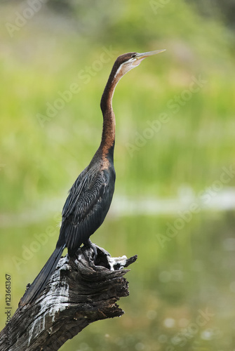 Fotografia, Obraz African Darter, Anhinga rufa, drying bird on the branch after fishing, Kruger Na