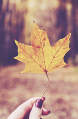 girl holding yellow maple leaf in her hand, fall background