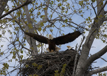Eagle Landing On Nest