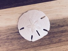 Sand Dollar On A Wooden Surface