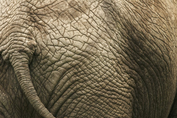 Wall Mural - african elephant, loxodonta africana, skin detail, kruger national park, south africa