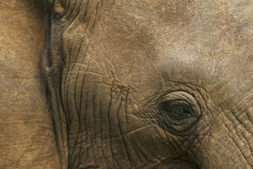 Wall Mural - african elephant, loxodonta africana, skin and head detail, kruger national park, south africa