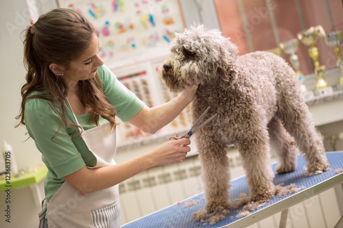 Fotografía pet grooming with scissors