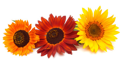 Wall Mural - Bouquet of sunflowers flowers red and yellow isolated on white b