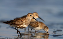 Eating Together, Dunlin And Little Stint