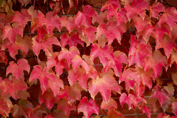 Wall Mural - Red Maple leaves Cascading down a Brick Wall