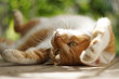 © takashikiji - くつろぐ茶猫