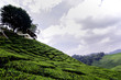 beautiful wave hill and nature, green tea plantation landscape at cameron highland,malaysia.