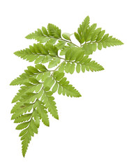 Wall Mural - fern isolated