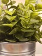 green plants in steel pot