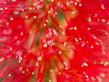 Red Bottlebrush Tree Flower