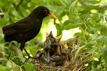 Amsel