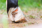 Fototapeta Konie - Horse limb injury. 