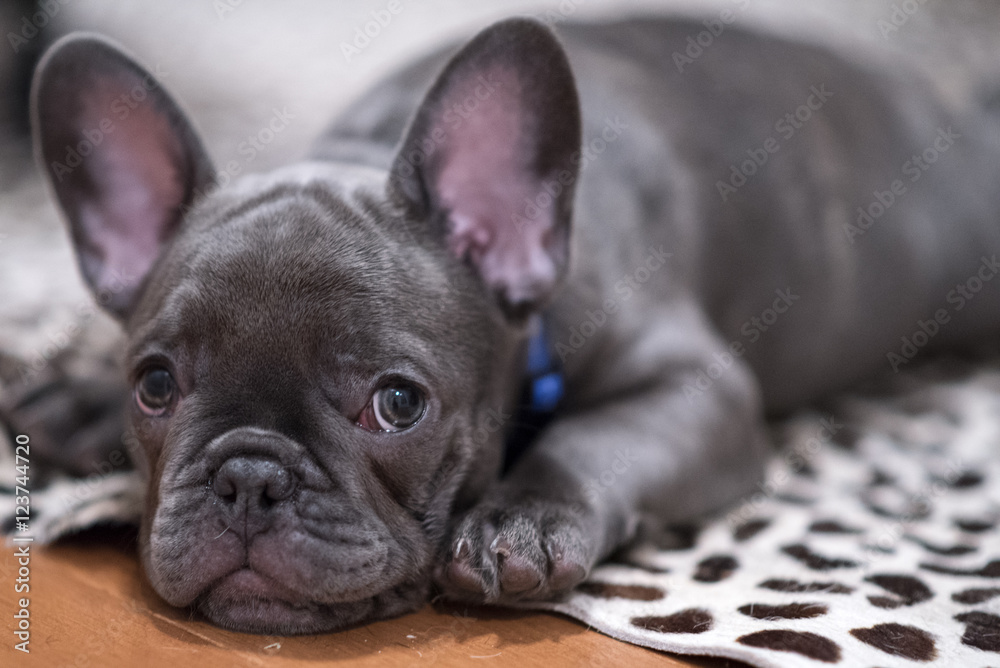 French Bulldog puppy 1 - obrazy, fototapety, plakaty 