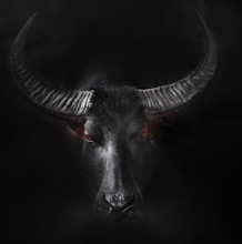 Angry Ox Portrait