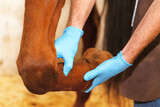 Fototapeta Konie - Veterinarian checks horse tendon.