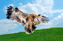 Flying Hawk Attack