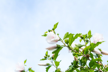 Wall Mural - Hibiscus closeup