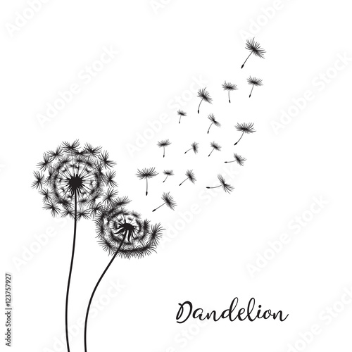 Fotografie, Obraz Dandelion on the white background Vector Illustration