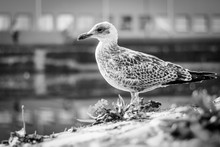 A Seagull Posing At The Harbor 