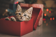 Kitten Playing In A Gift Box