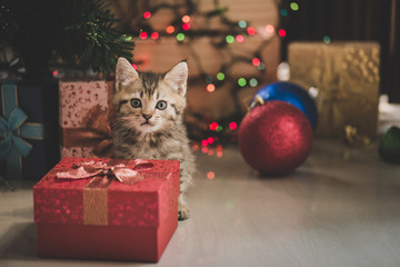kitten playing in a gift box