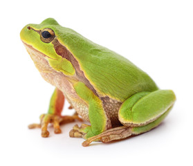 Green frog isollated.