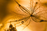 Fototapeta Dmuchawce - Colorful underwater dandelion seeds with bubbles
