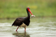 The Black Stork (Ciconia Nigra) Stork With A Fish In Its Beak