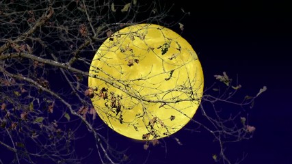 Wall Mural - Landscape with the full moon and trees.