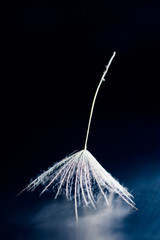 Canvas Print - Dandelion seed with details and reflexion on black background