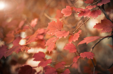 red fall leafs on tree branches