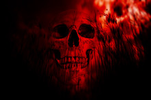 Human Skull In The Woods,Horror Background For Halloween Concept And Movie Poster Project