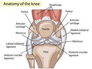 anatomy. structure knee joint vector