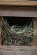 Nest im Spatzenhaus