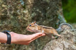 chipmunk hand seeds feeding