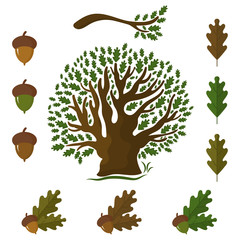 Set of icons on an oak tree with leaves and acorns.Vector illust