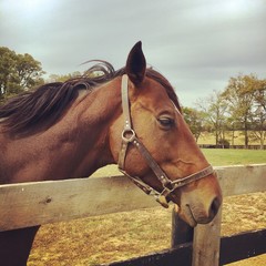 Wall Mural - Horse 