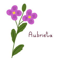  Isolated aubrieta plant