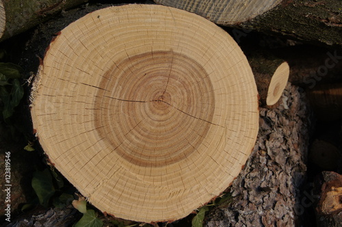 Tronc D Arbre Coupe Buy This Stock Photo And Explore Similar Images At Adobe Stock Adobe Stock