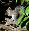 Close up of a baby Grey Squirrel catching the low autumn sun