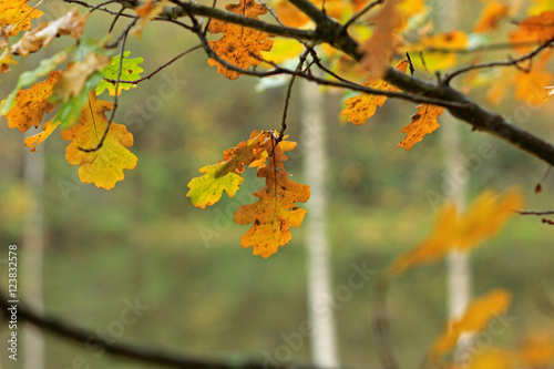 Foto-Lamellenvorhang - Осень (von vikhon)