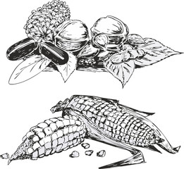 Wall Mural - Black and white sketches of vegetables