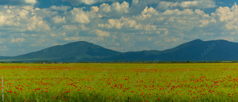 Pretty scenery with wild field and red poppies, Papaver somniferum, in summer, on a sunny day with blue sky and fluffy clouds - obrazy, fototapety, plakaty 
