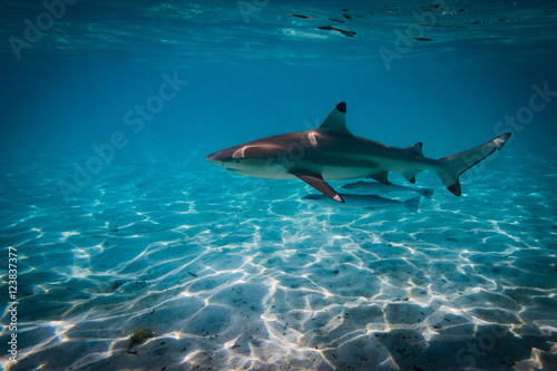 Fotografía Blacktip shark wiht friends