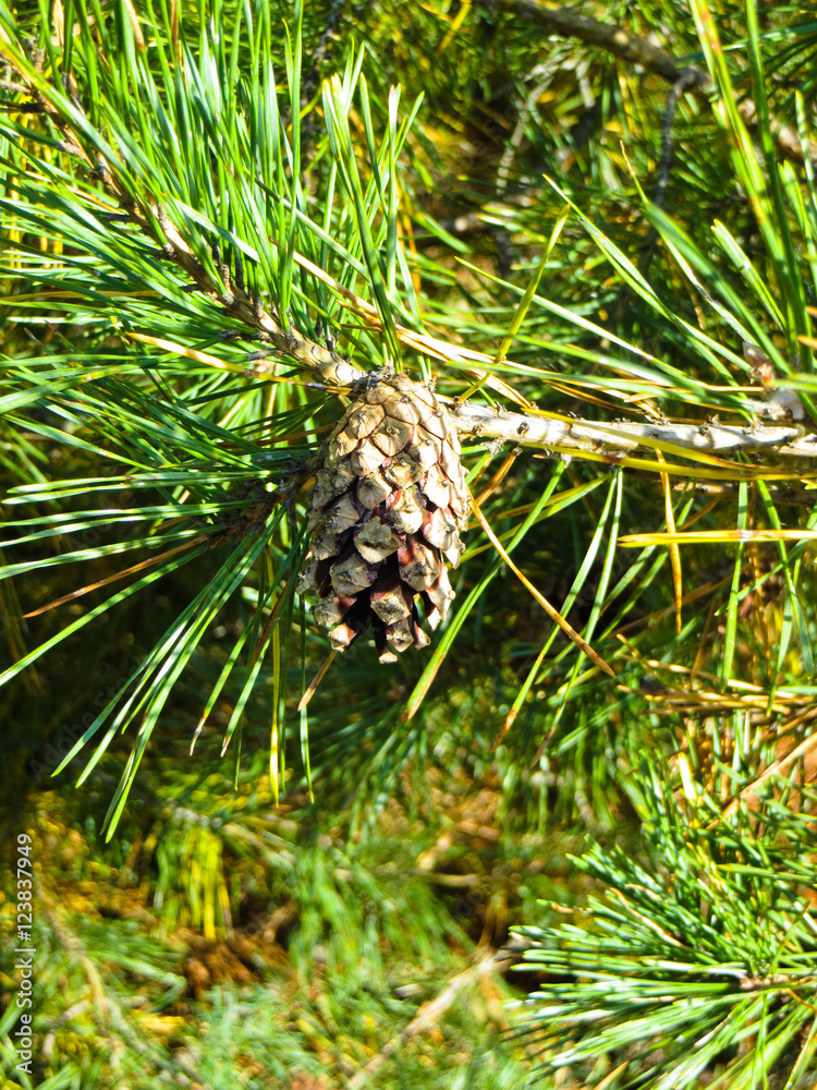 Branch of pine tree with a ripe cone - obrazy, fototapety, plakaty 