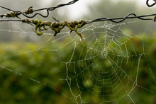 Spider Web With Dew Drops And Barbed Wire Fence