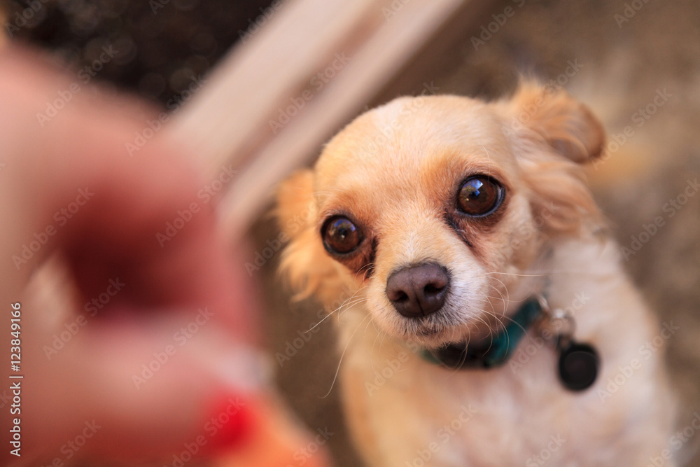 big eyes big long haired chihuahua