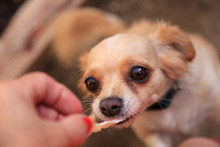 Small Blond Long Haired Chihuahua Mixed Breed Dog With Big Eyes Begs For Food