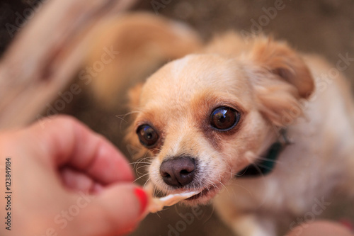 Small Blond Long Haired Chihuahua Mixed Breed Dog With Big Eyes